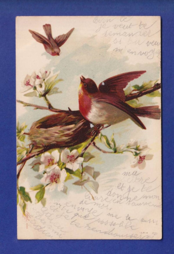 OISEAU - Rouges-Gorges