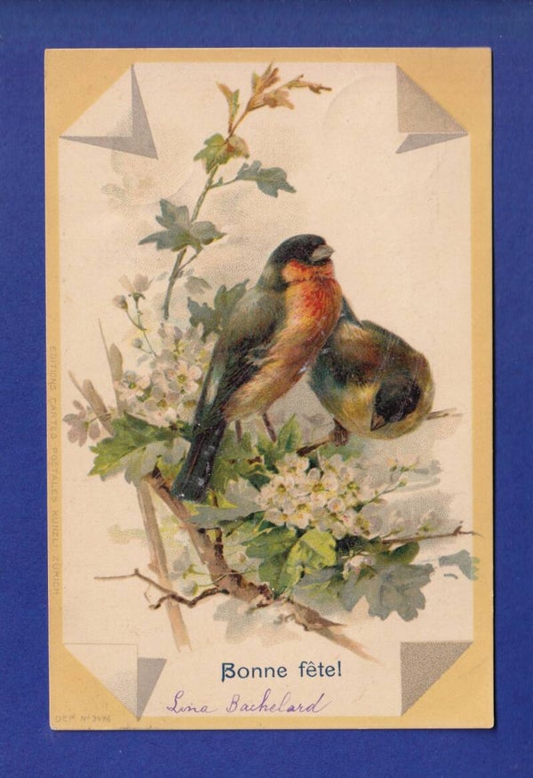 OISEAU - Rouges-Gorges