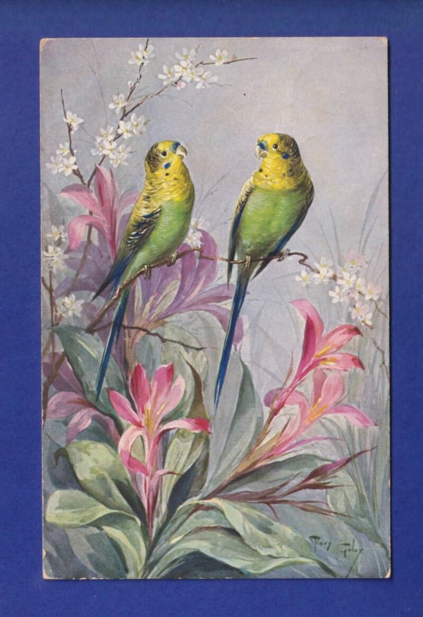 OISEAU - Perruches - Mary Golay