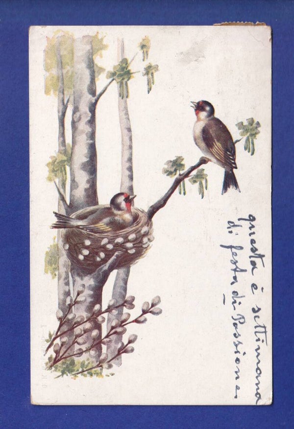 OISEAU - Nid
