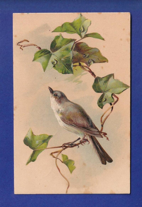 OISEAU - Lierre