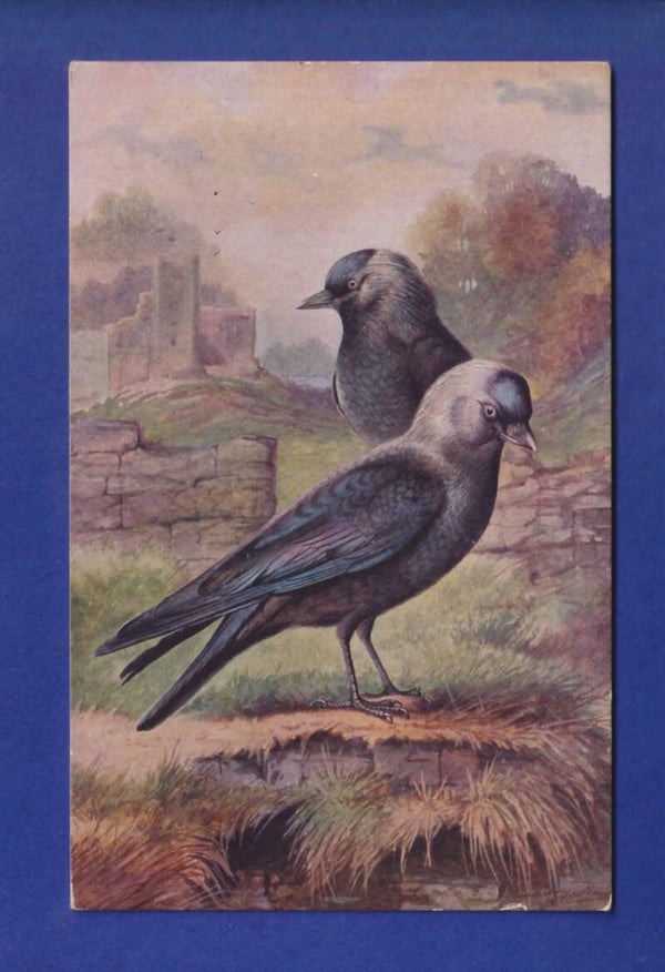 OISEAU - Corneilles