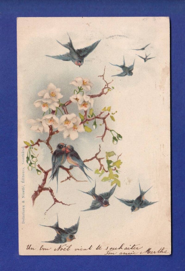 OISEAU - Hirondelles