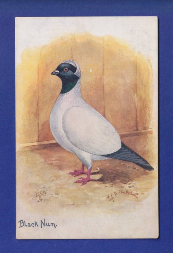 OISEAU - Pigeon - Black Nun
