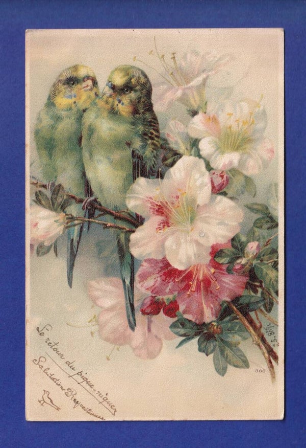 OISEAU - Perruches