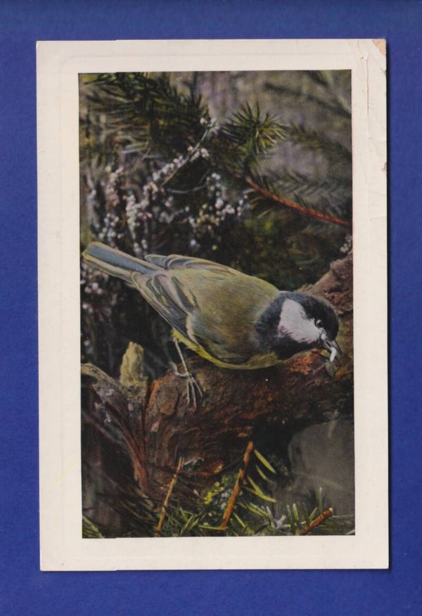 OISEAU - Mésange