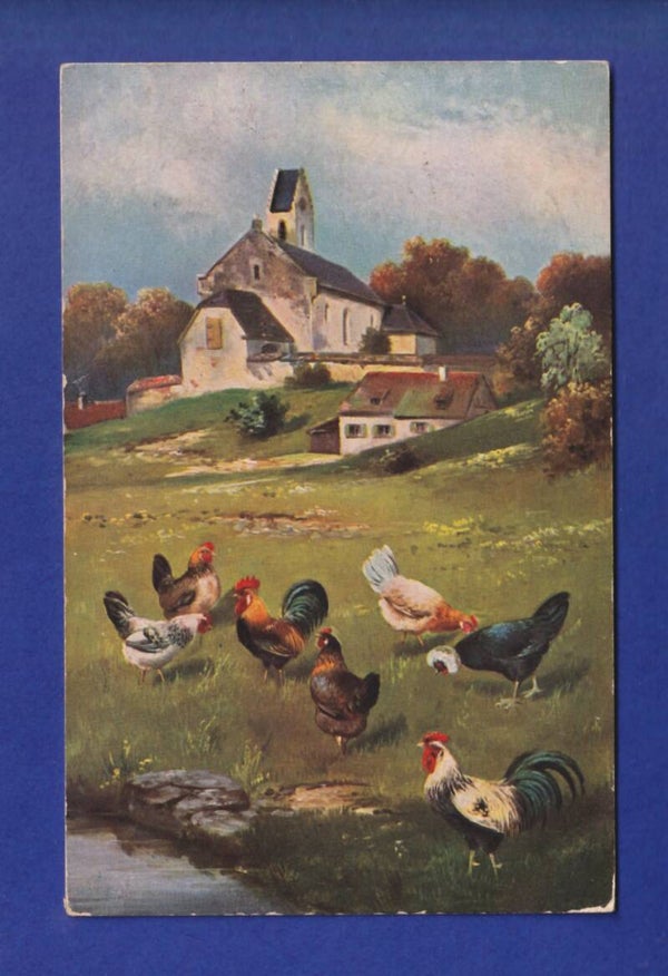 OISEAU - Coq / Poules