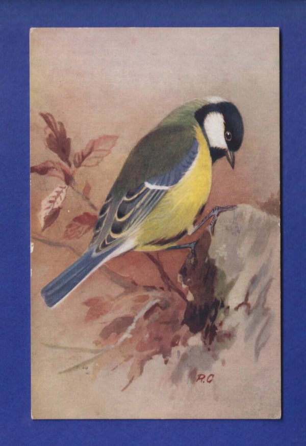 OISEAU - Mésange