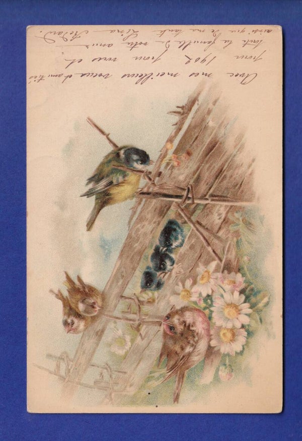 OISEAU - Mésange et petits