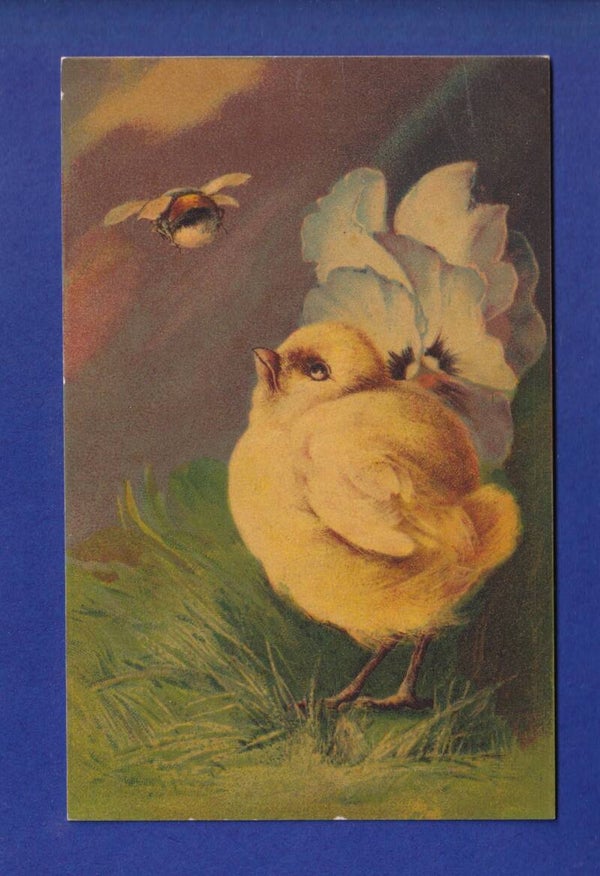 OISEAU - Poussin