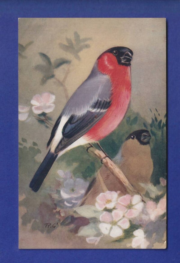 OISEAU - Bouvreuil