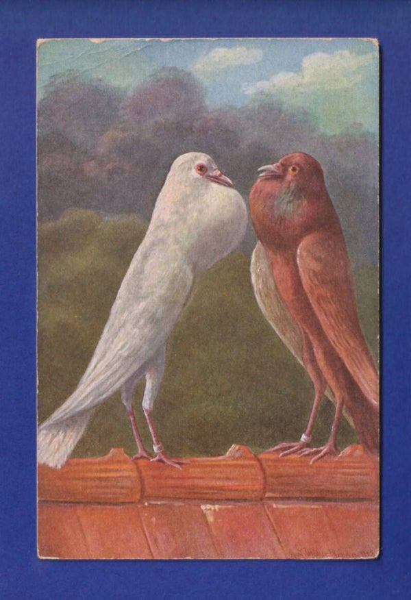 OISEAU - Pigeon // pli d'angle //