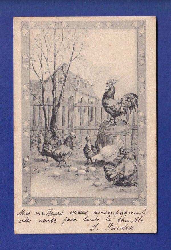 OISEAU - Coq et poules