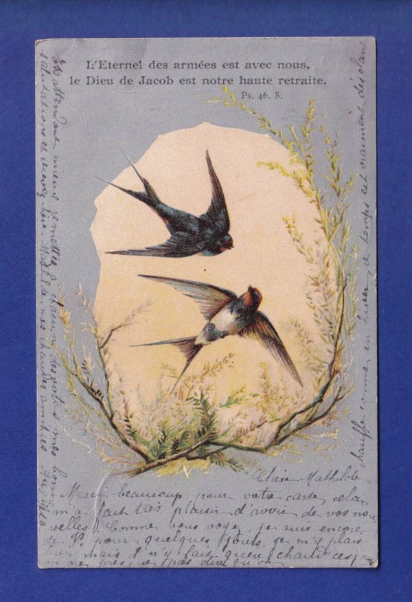 OISEAU - Hirondelles
