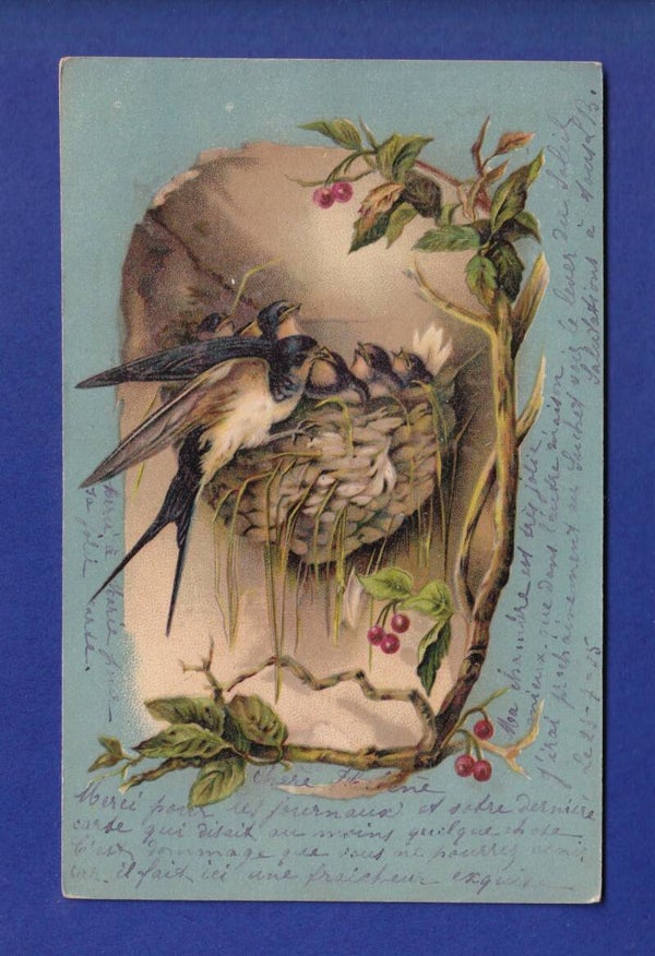 OISEAU - Hirondelle et nid