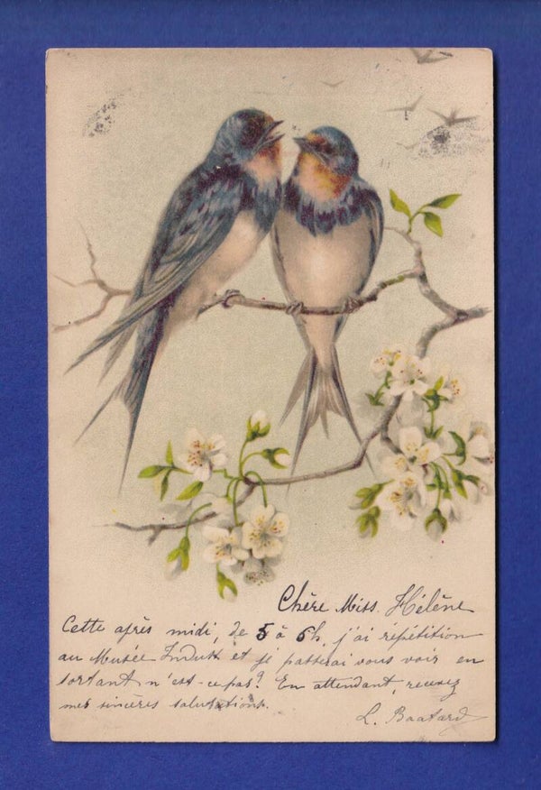 OISEAU - Hirondelle