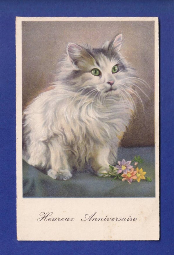 CHAT à poil long
