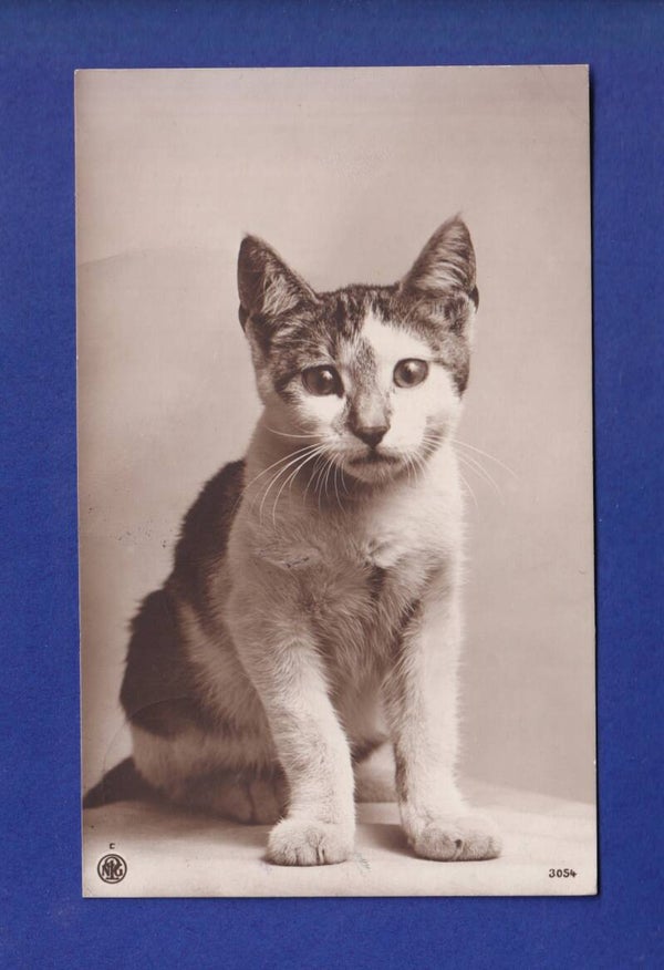 CHAT un brin triste