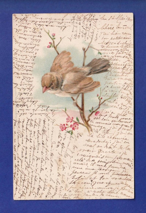 OISEAU sur sa branche