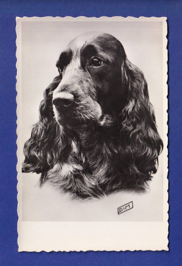 CHIEN - Cocker