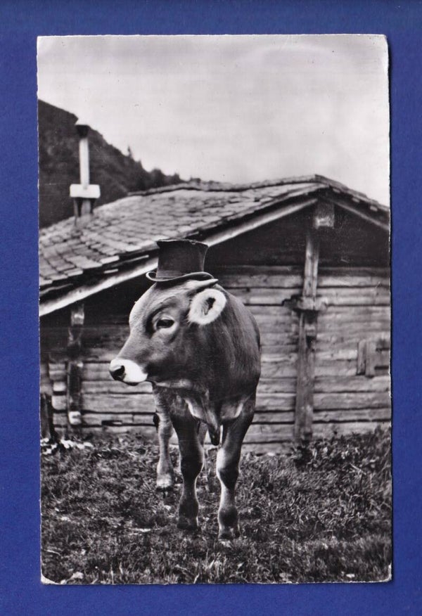 VACHE avec chapeau