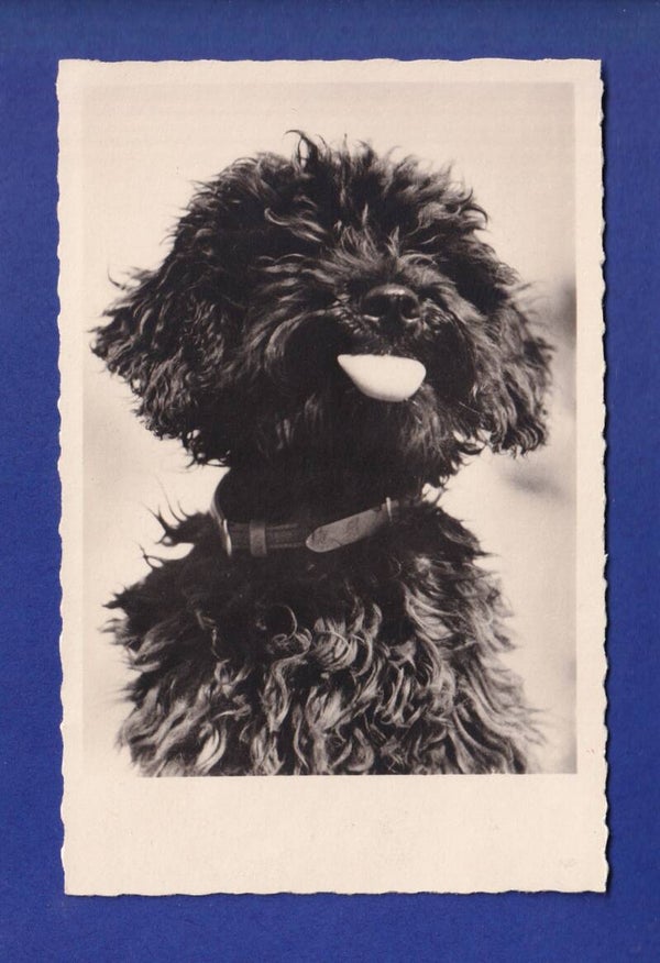 CHIEN - Caniche