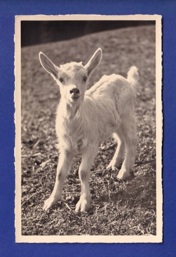 CHEVRE