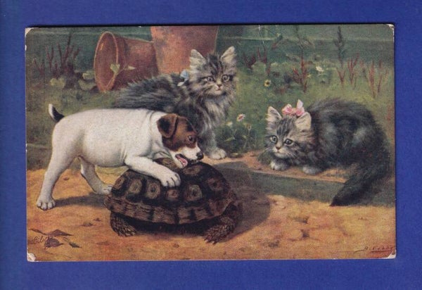 CHAT - CHIEN et TORTUE