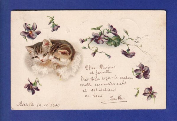 CHAT - Chaton et fleurs