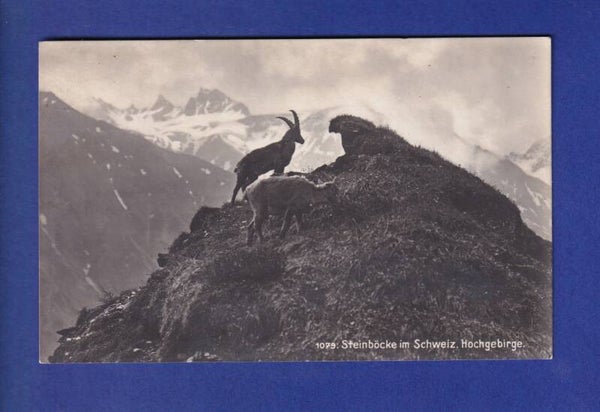 STEINBOCK / Bouquetin - Feldpost
