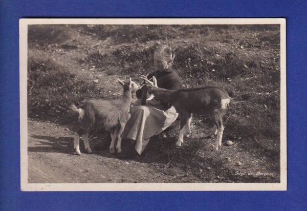 CHEVRES / ZIEGEN