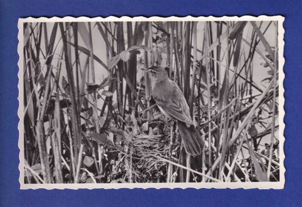 OISEAU