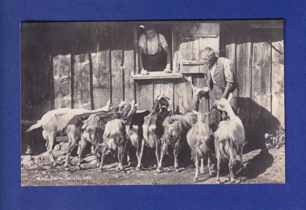 CHEVRES au sel