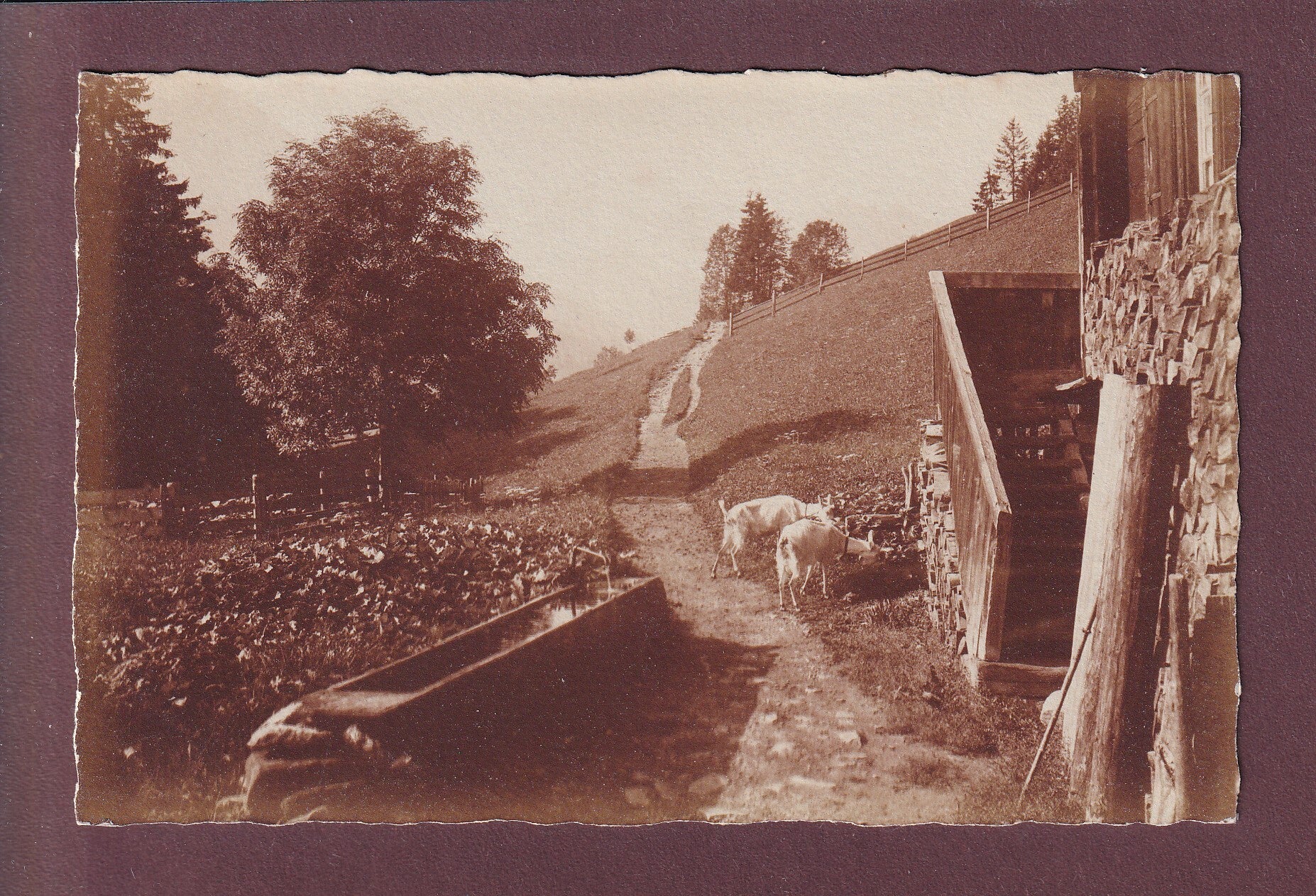 Bei ADELBODEN - Wildstrubel - Ziege - E. Gyger