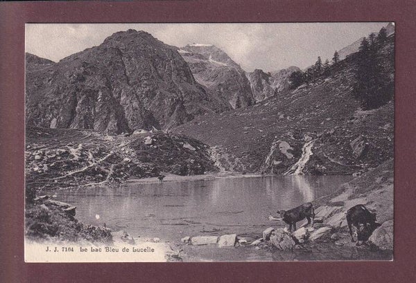 Lac bleu de LUCELLE - Vaches