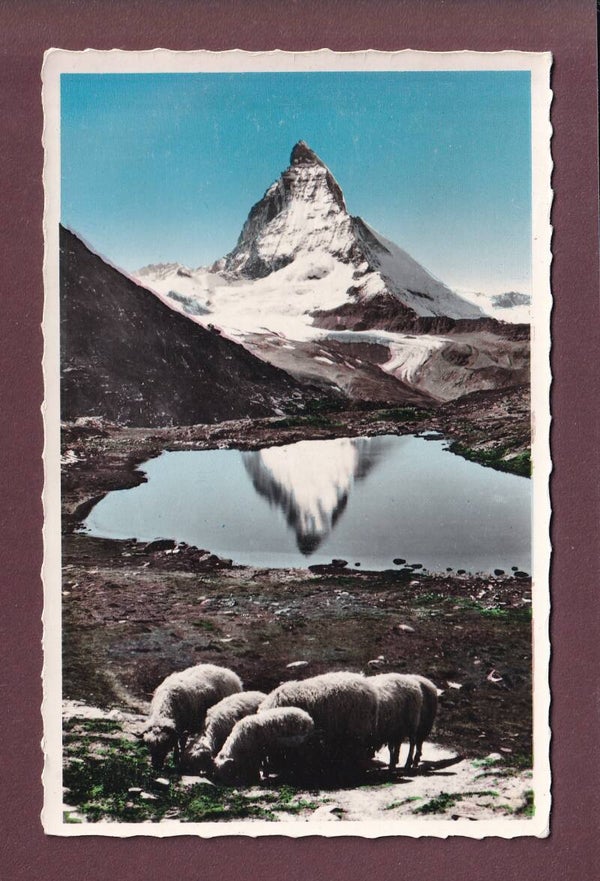 MATTERHORN / CERVIN - Schafherde