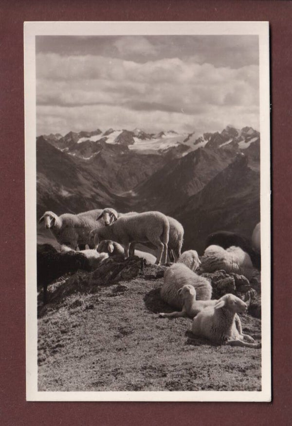 DAVOS - Parsenn - Schafherde