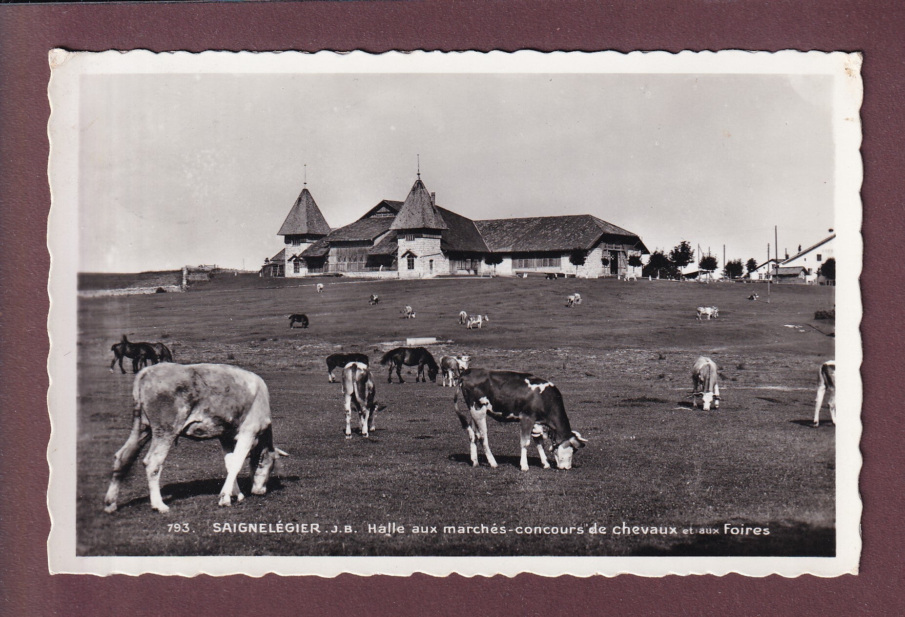 SAIGNELEGIER - Halle aux marchés - Vaches - Feldpost