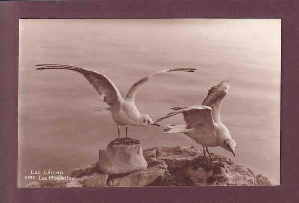 LAC LEMAN - Les mouettes