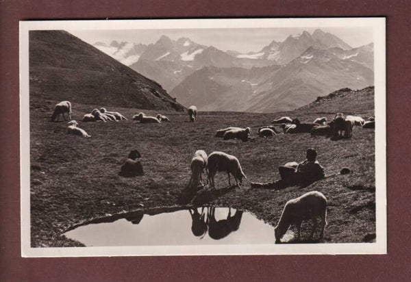DAVOS - Schafherde