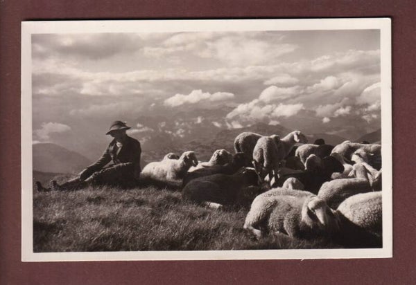 DAVOS - Schafherde