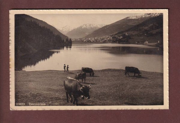 DAVOS - Davosersee - Kühe