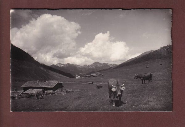 DAVOS-SERTG - Kühe - 1931