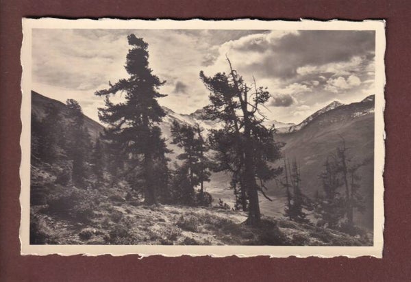 DAVOS-SERTIG - Stimmung im Arvenwald - 1945