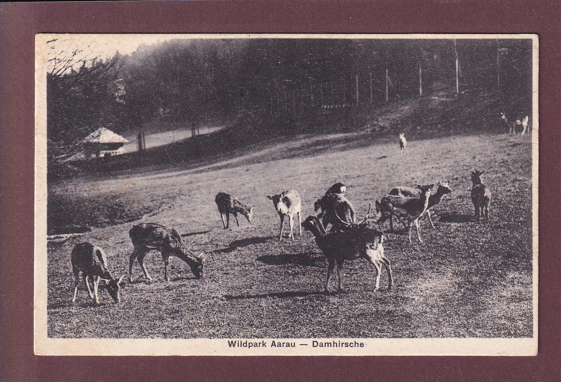 Wildpark AARAU - Damhirsche - 1931
