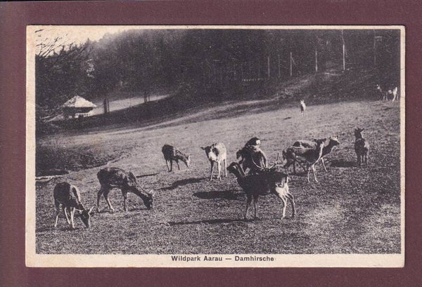 Wildpark AARAU - Damhirsche - 1931
