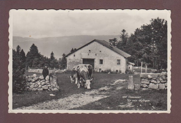 CHAUMONT - Un coin idyllique - Vaches - 1966 // Pli //