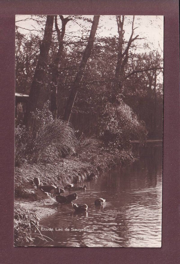 Lausanne - LAC DE SAUVABELIN - Etude - Paon
