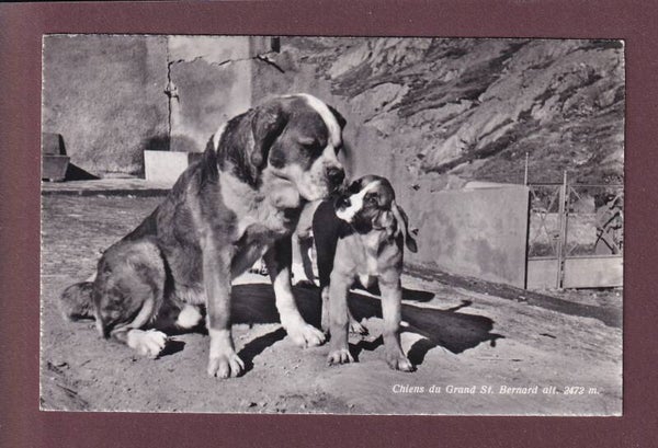 GRAND-SAINT-BERNARD - Chiens