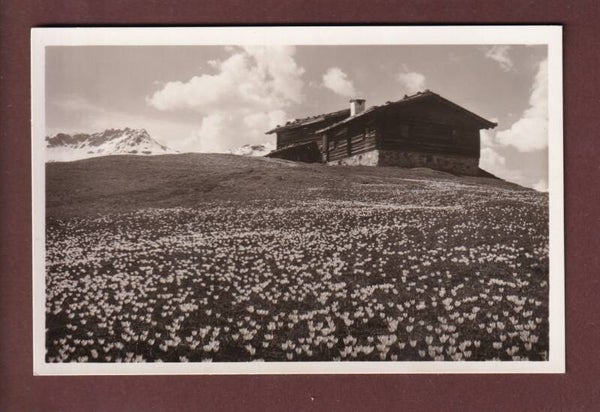 DAVOS - Frühling auf der Alp Drusatscha